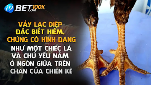 Cách Nhận Biết Vảy Gà Lạc Diệp Trên Con Gà Đá Khủng